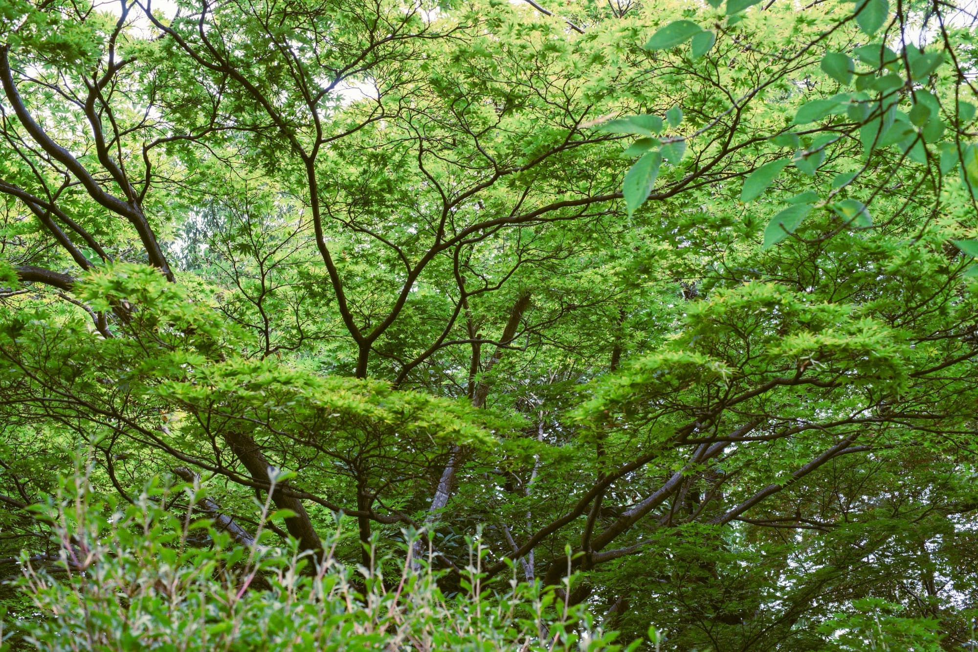 青々とした葉をつけた樹木